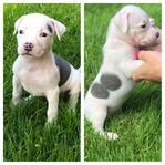 amstaff/cane corso valp