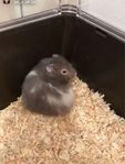 hamster 