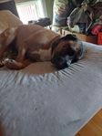 canecorso 
