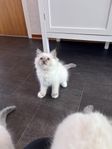 Leveransklar Ragdoll Kattunge
