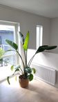Papegojblomma Strelitzia