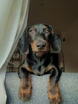 Sweet Miniature Dachshund Puppy