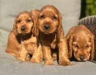 Engelsk cocker spaniel valpar