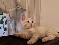 Brittiska korthåriga kattungar 
