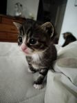 Kattunge 