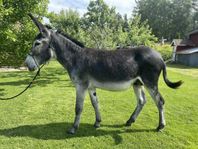 Amerikansk Mammutåsna