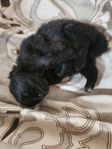 Pomeranian hanar 