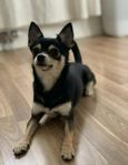 Chihuahua tik