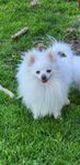 Pomeranian hane utlånas 