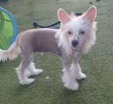 Bara en Chinese Crested kille kvar