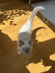 Ragdoll hane 5 månader
