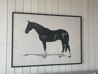 Tavla Johan Ray Pedersen häst Artilleriet limiterad