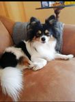 Papillon med lite chiuahua