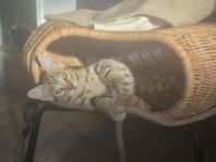 Kattunge 
