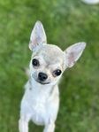 Chihuahuahane 10 månader REG. SKK