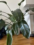 Strelitzia Paradisfågelblomma