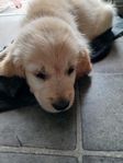 Goldenvalpar