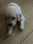 Goldenvalpar