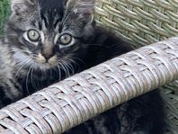 Kattungar