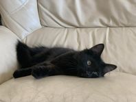 kattunge Cirka 14 veckor