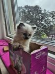 Ragdoll kattungar med Stamtavla i SVERAK