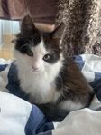 katt tjej