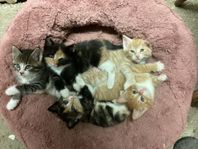 Kattungar leveransklara, Maine Coon korsning