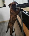 valp blandras amstaff/pitbullterrier 