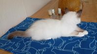 Kattunge Helig Birma