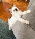 Ragdoll kattungen