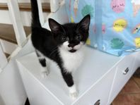 Charmig kattunge bondkatt hane