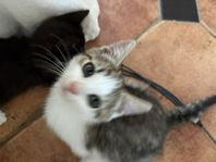 supersöt kattunge bondkatt hane