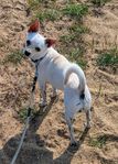 Vacker pudel chihuahua hane-2 år.