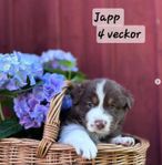 Australian Sheperd valpar