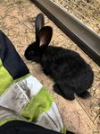 Leveransklara Belgiska Jättar