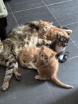 söta kattungar