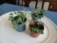 Doftpelargon 'Muskot'