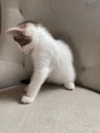 fluffig kattunge 