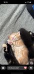 Kattungar redo att flytta
