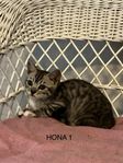 Kattungar chip, vacc, bes LEVERANSKLARA 