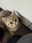 Kattungar Brittisk korthår