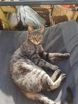 Katthona Bengal akut placering!