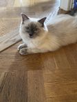 Ragdoll Hane Kattunge född Dec-24