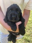 Cockerspaniel Valp 