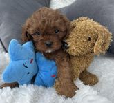 Cavapoo valp Tik