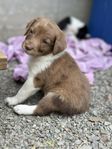 Aussie/ BC och springer spaniel valp
