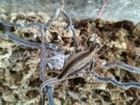 gargoylegecko