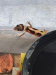 leopardgecko ungar 