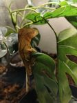 ögonfransgecko