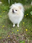 Pomeranian hane till avel med stamtavla
